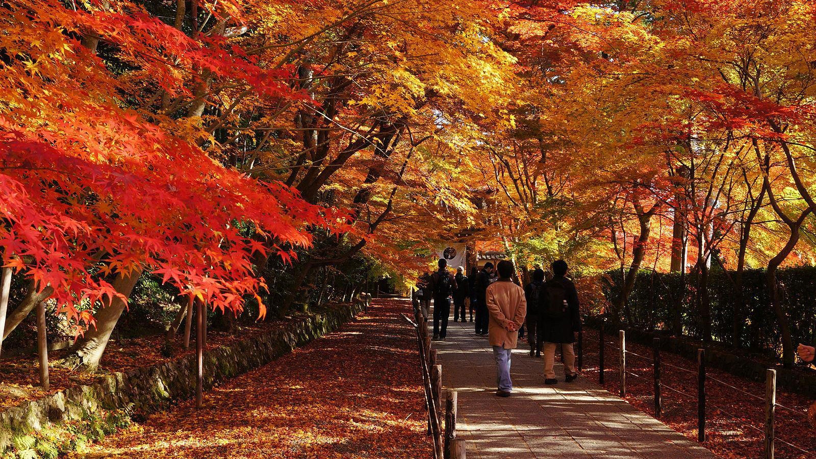 紅葉で知る植物とエネルギー