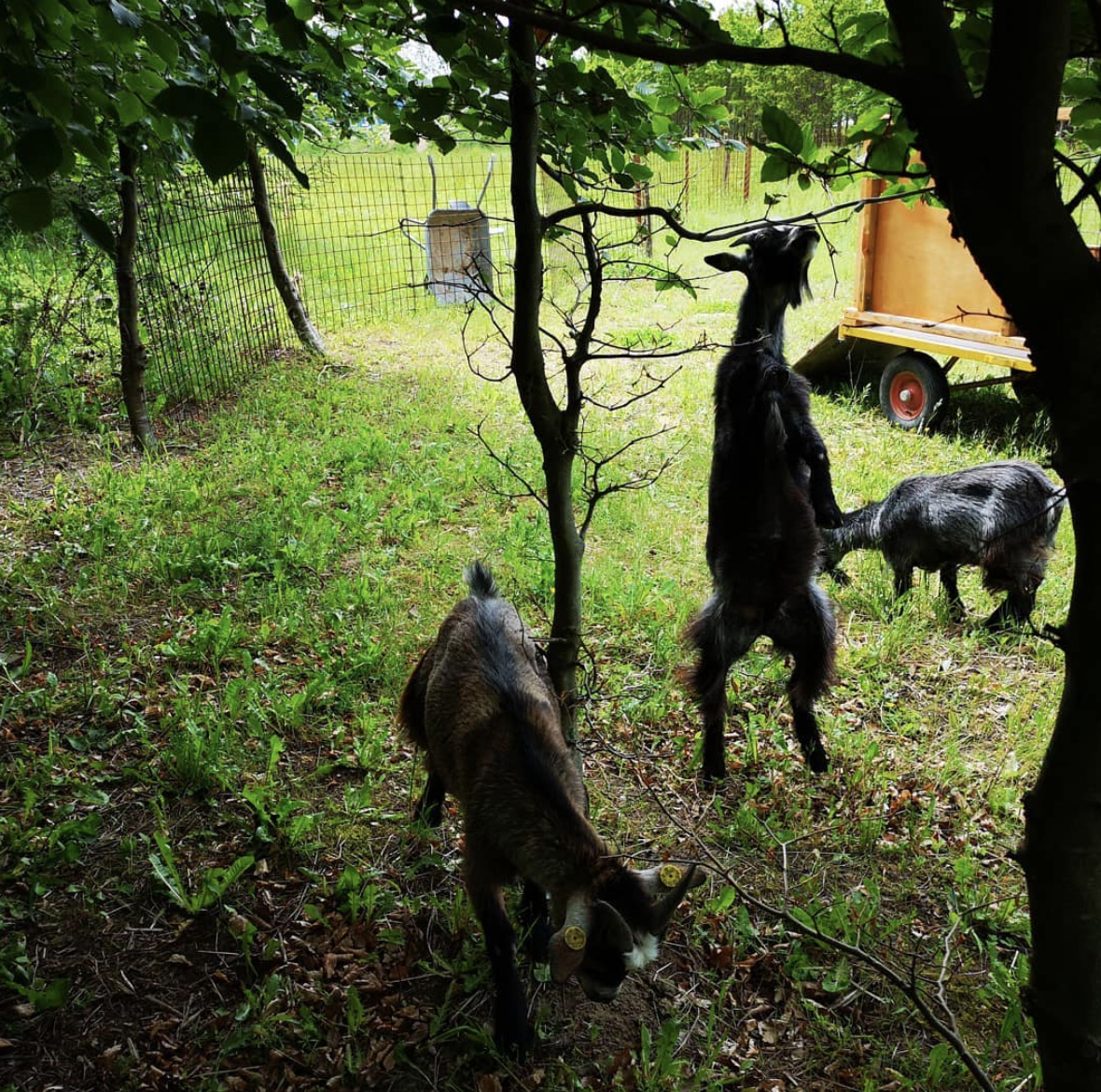 写真）各種動物も飼育している