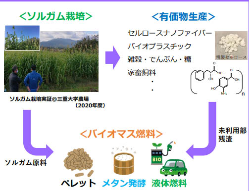 図）ソルガムのカスケード利用の概要